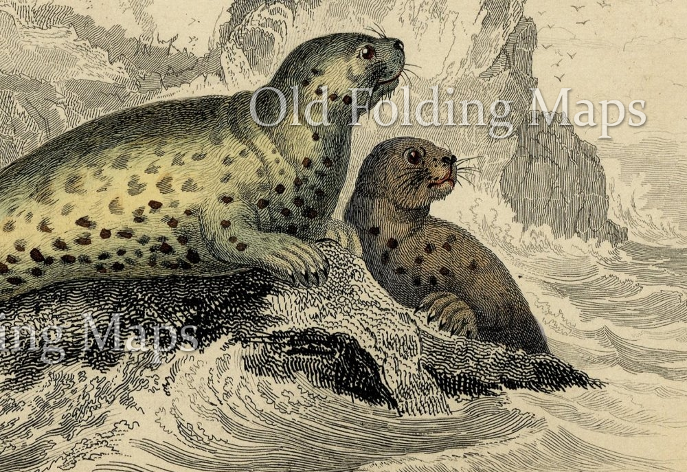Antique Illustration of The Grey Seal circa 1840