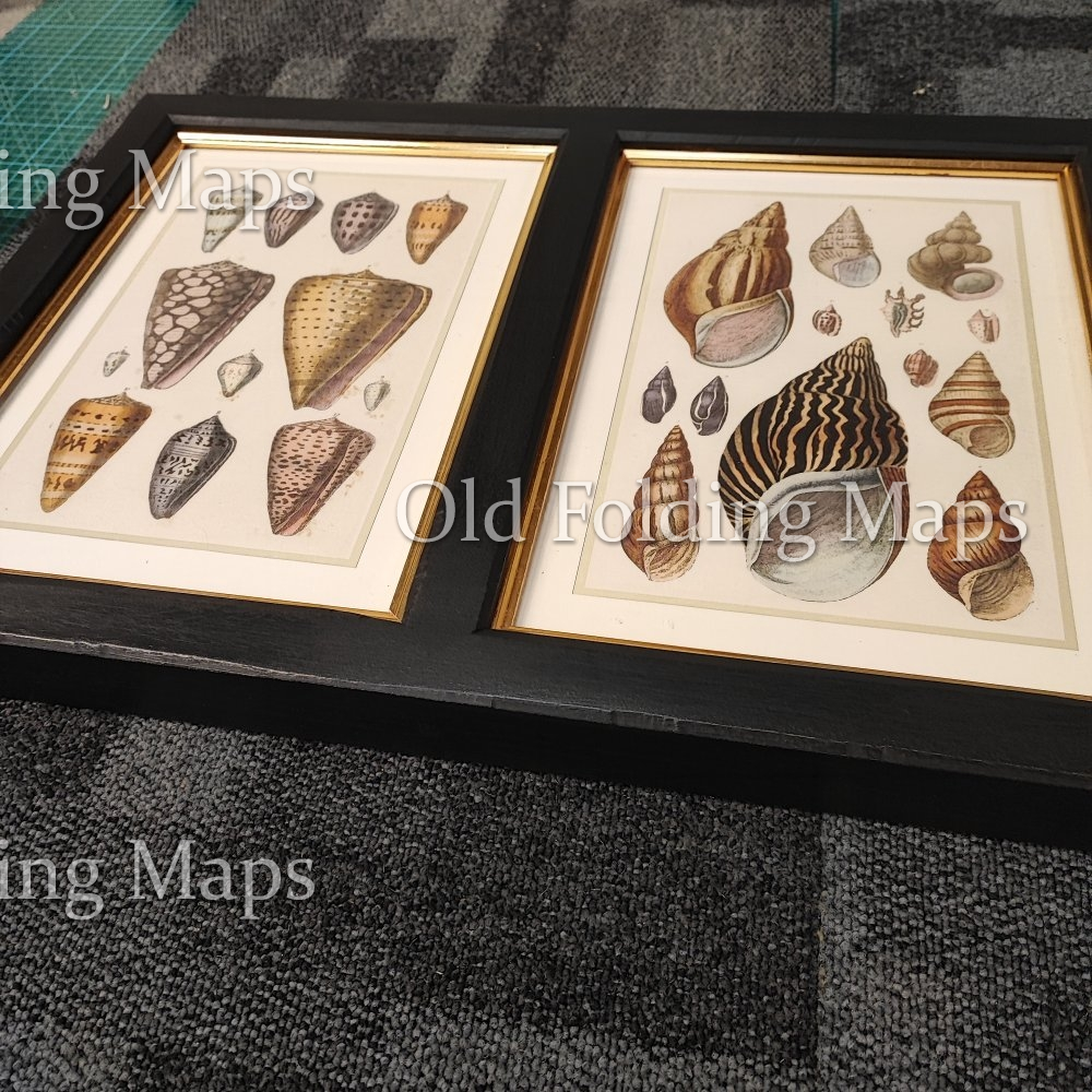 Framed Antique Illustration Triptych - Shells circa 1830