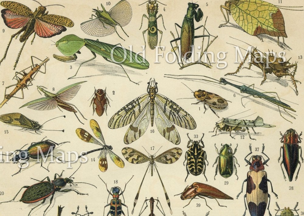 Antique Illustration of Insects 1 circa 1900