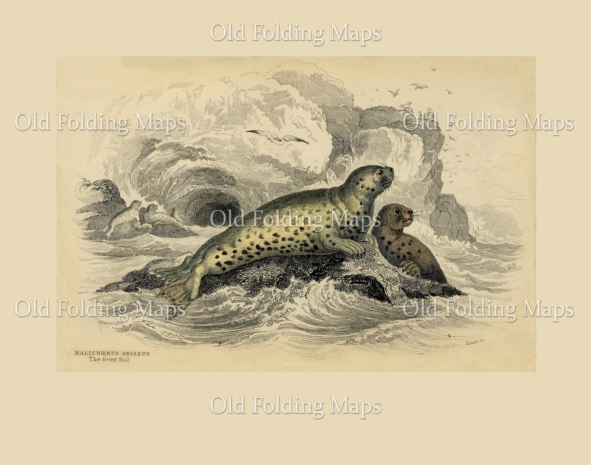 Antique Illustration of The Grey Seal circa 1840